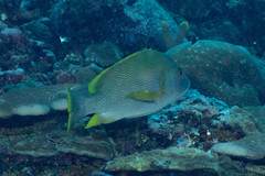 Lutjanus rivulatus
