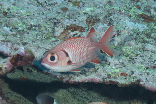 Big-eye soldierfish (Myripristis murdjan) — Holocentridae — 2