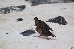 Zenaida galapagoensis