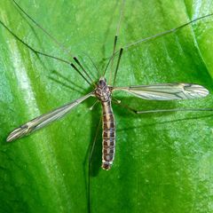 Tipula lateralis