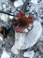 Protea angustata