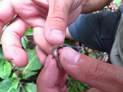 Diploglossus bilobatus