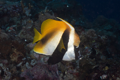 Masked Bannerfish
