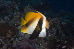 Masked Bannerfish photo 5