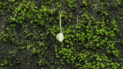 Satsuma albida