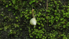 Satsuma albida