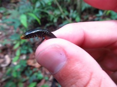 Diploglossus bilobatus