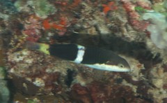 Thalassoma nigrofasciatum