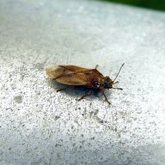 Cymus melanocephalus