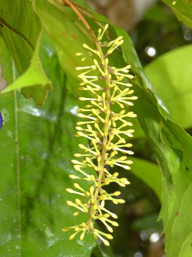 Image of Helicia nortoniana by (c) Kai Squires, some rights reserved (CC BY)
