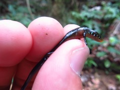 Diploglossus bilobatus