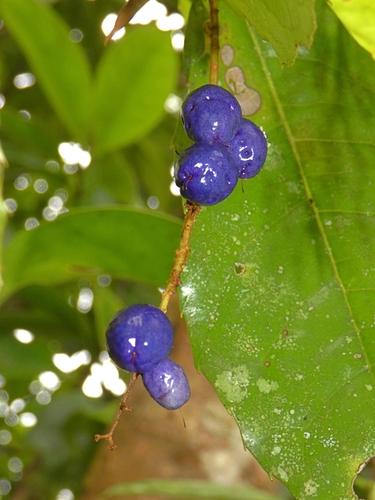 Image of Helicia nortoniana by (c) Kai Squires, some rights reserved (CC BY)