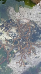 Bifurcariopsis capensis