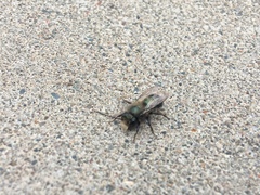 Osmia lignaria lignaria