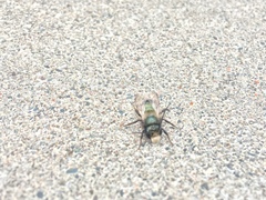 Osmia lignaria lignaria