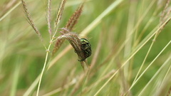Protaetia orientalis