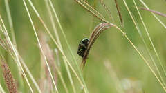 Protaetia orientalis
