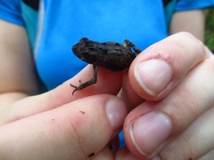 Incilius melanochlorus