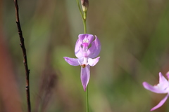 Calopogon pallidus