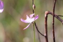 Calopogon pallidus