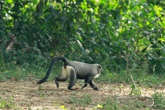 Cercopithecus neglectus