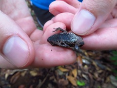 Incilius melanochlorus