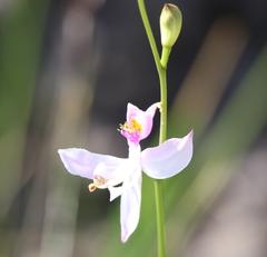 Calopogon pallidus