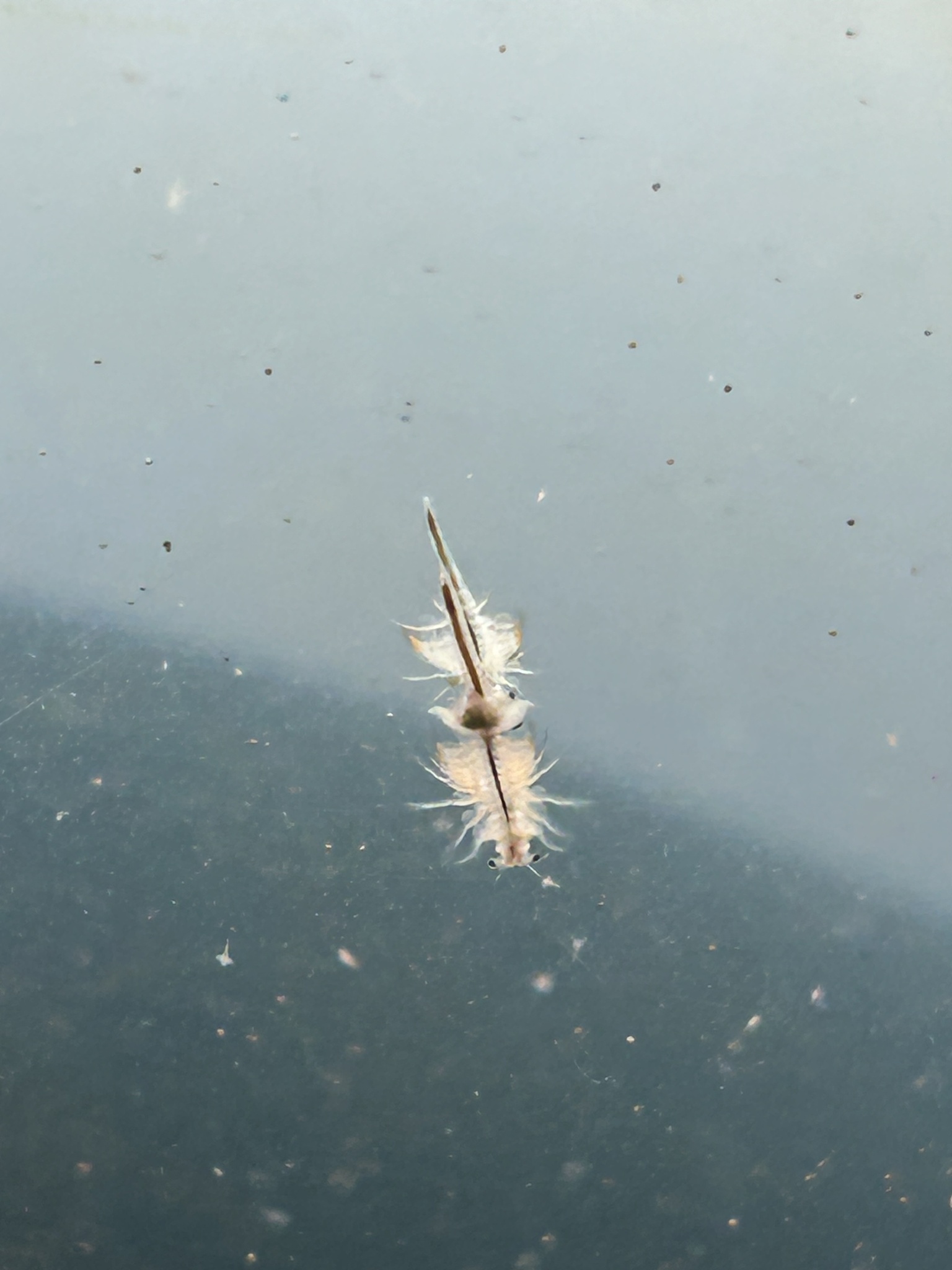 Artemia monica Verrill, 1869