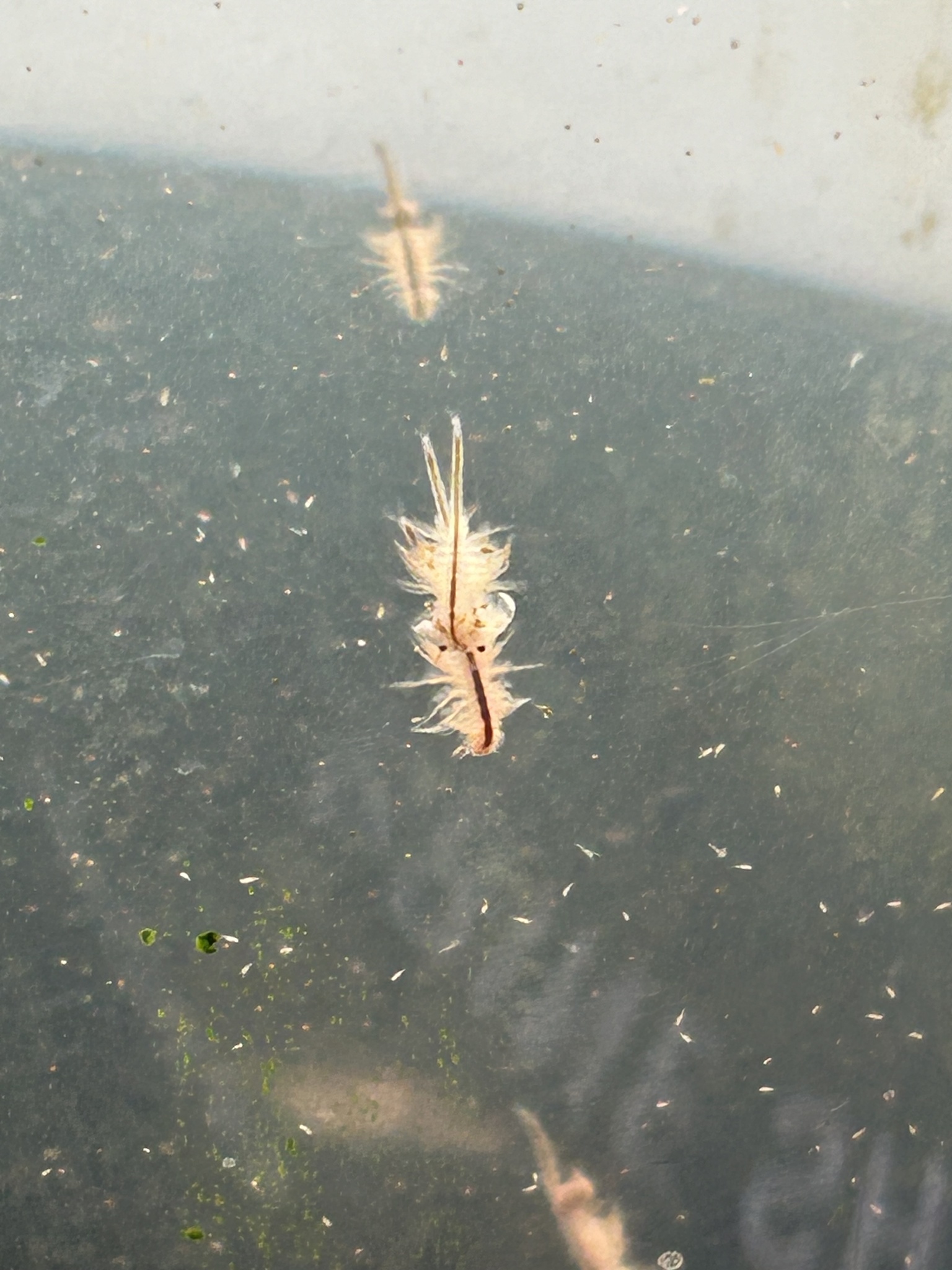 Artemia monica Verrill, 1869