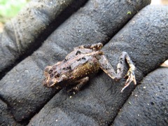 Incilius melanochlorus