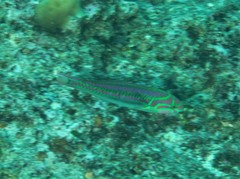 Thalassoma quinquevittatum
