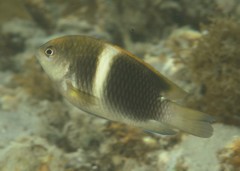 Chrysiptera biocellata