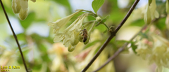 Weigela subsessilis