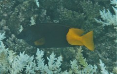 Siganus uspi