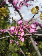 Cercis siliquastrum