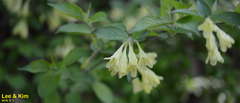 Weigela subsessilis