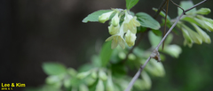 Weigela subsessilis