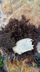 Gelidium pristoides