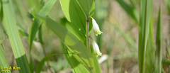 Polygonatum odoratum pluriflorum