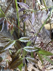 Wisteria frutescens