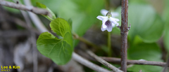 Viola arcuata