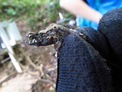 Incilius melanochlorus