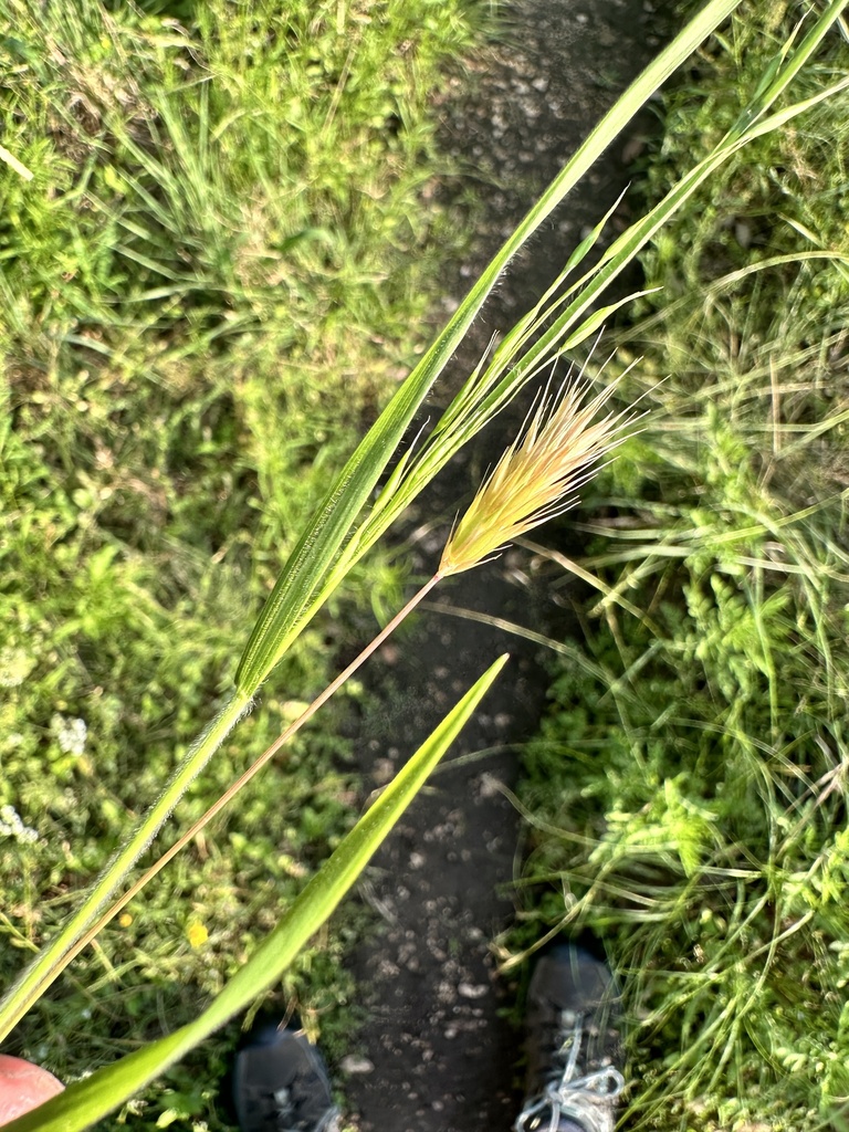 little barley from Panther Springs Park, San Antonio, TX, US on April 29, 2024 at 0639 PM by