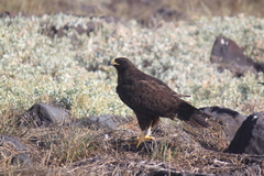 Buteo galapagoensis