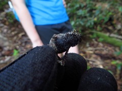 Incilius melanochlorus