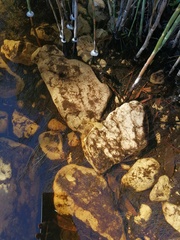 Heleophryne purcelli