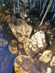 Heleophryne purcelli