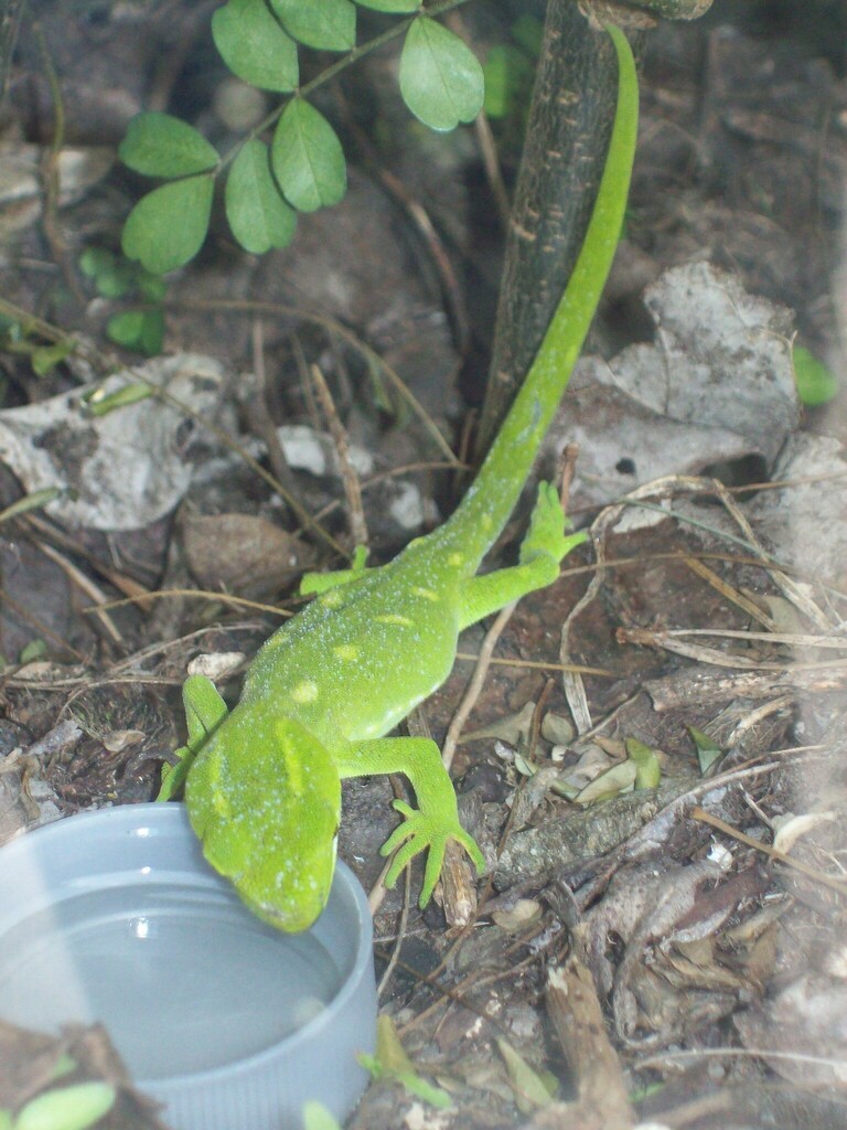 New Zealand Green Geckos in October 2017 by Margaret Jeune. Seen at ...