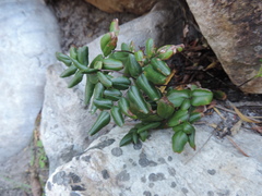 Pellaea pteroides