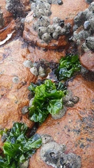 Ulva rigida